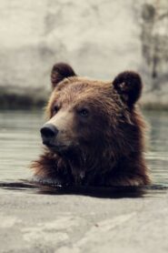 Seul au milieu des ours 2010 on netflix