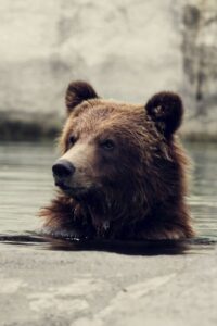 Seul au milieu des ours 2010 on netflix