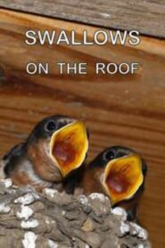 Swallows on the Roof 2002 on netflix