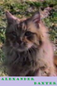 Alexander Baxter 1987 on netflix