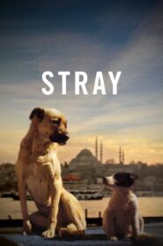 Stray 2021 on netflix