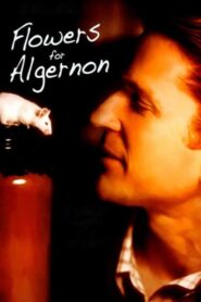 Flowers for Algernon 2000 on netflix