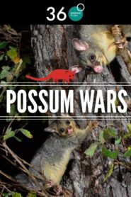 Possum Wars 2013 on netflix