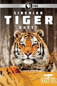 Siberian Tiger Quest 2012 on netflix