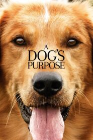 A Dog’s Purpose 2017 on netflix