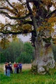 In the Shade of the Oak Tree 2007 on netflix