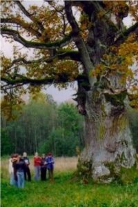 In the Shade of the Oak Tree 2007 on netflix