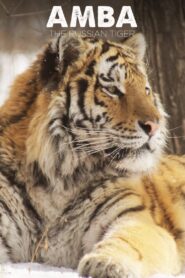 Amba: The Russian Tiger 2005 on netflix