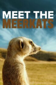Meet the Meerkats 2022 on netflix