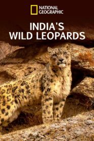 India’s Wild Leopards 2020 on netflix
