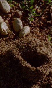Y Bera : Aguas de Luz 2016 on netflix
