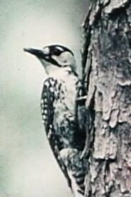 Natural History 1983 on netflix