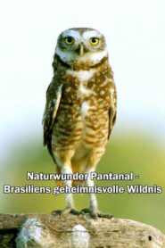 Naturwunder Pantanal – Brasiliens geheimnisvolle Wildnis 2021 on netflix