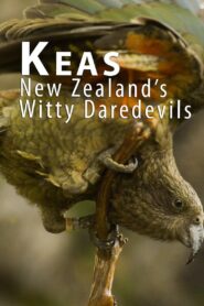 Keas – New Zealand’s Witty Daredevils 2015 on netflix