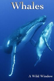 Wild Window: Whales 2015 on netflix