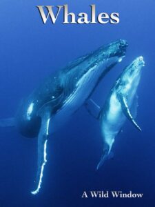 Wild Window: Whales 2015 on netflix