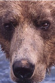 Showdown at Grizzly River 2000 on netflix