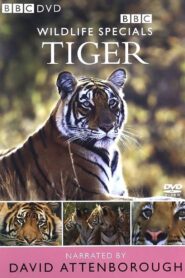 Tiger: The Elusive Princess 1999 on netflix
