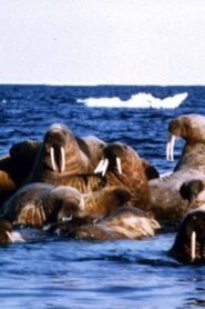 Edge of Ice 1986 on netflix