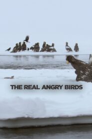 The Real Angry Birds 2014 on netflix