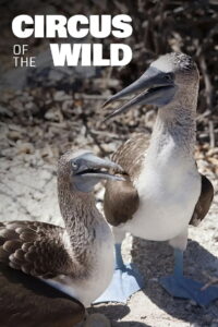 Witzig und wild – Die kuriosen Seiten der Tiere 2019 on netflix