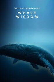 Whale Wisdom 2018 on netflix