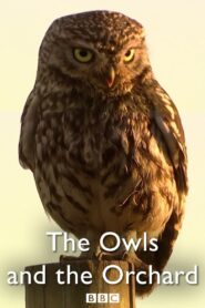 The Owls and the Orchard 2005 on netflix