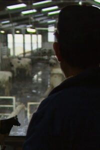 Des taureaux et des vaches 1992 on netflix