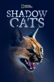 Shadow Cats 2022 on netflix