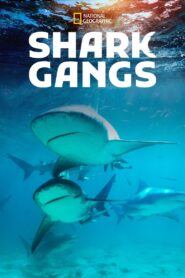 Shark Gangs 2021 on netflix