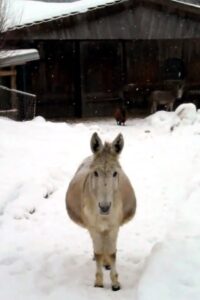 Esel mit Schnee 2011 on netflix