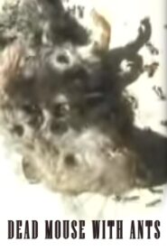 Dead Mouse with Ants 2002 on netflix