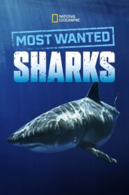 Most Wanted Sharks 2020 on netflix