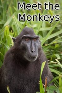 Meet the Monkeys 2013 on netflix