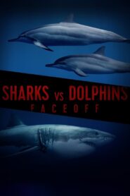 Sharks Vs. Dolphins: Face Off 2016 on netflix