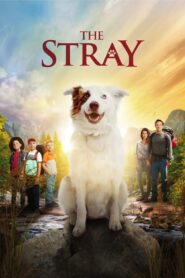 The Stray 2017 on netflix