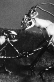 The Space Insect 1988 on netflix