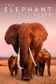 The Elephant Queen 2019 on netflix