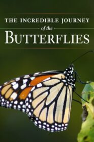 The Incredible Journey of the Butterflies 2009 on netflix