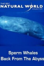 Sperm Whales: Back from the Abyss 1996 on netflix