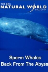 Sperm Whales: Back from the Abyss 1996 on netflix