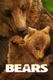 Bears 2014 on netflix