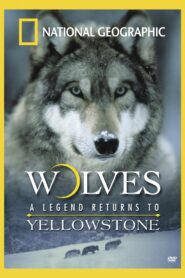 Wolves: A Legend Returns to Yellowstone 2000 on netflix
