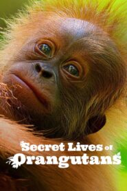 Secret Lives of Orangutans 2024 on netflix