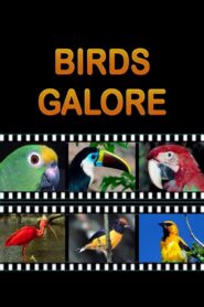 Birds Galore 2012 on netflix