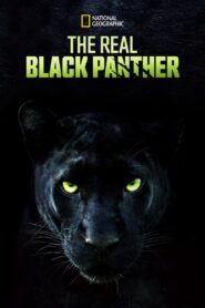 The Real Black Panther 2020 on netflix