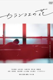Kalanchoe 2017 on netflix
