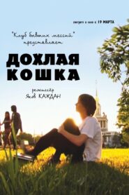 Дохлая кошка 2009 on netflix