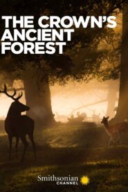 The Crown’s Ancient Forest 2021 on netflix