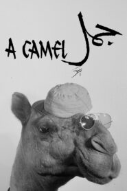 A Camel 1981 on netflix